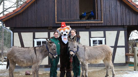 Obdarowywanie zwierząt 7 grudnia 2025 r. o godz. 14:00 w Zoo Görlitz-Zgorzelec