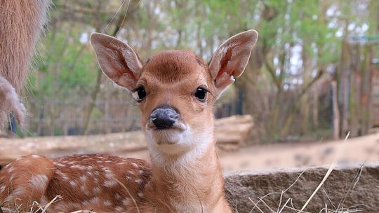 Potomstwo indochińskich jeleni sika w Zoo Görlitz-Zgorzelec