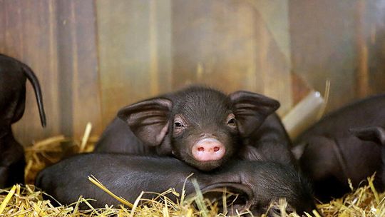 Radosne potomstwo w Naszym ZOO Görlitz-Zgorzelec: na świat przyszły prosięta tybetańskie i husumskie