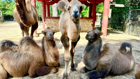 Trio młodych wielbłądów podbija Tybetańską Wioskę w Zoo Görlitz-Zgorzelec