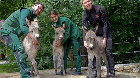 Trojaczki w stadzie osłów turyńskich w Zoo Görlitz-Zgorzelec