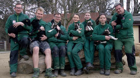 Wiosenny baby boom w Zoo Görlitz-Zgorzelec