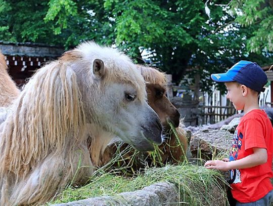 Boże Ciało oraz długi czerwcowy weekend w ZOO Görlitz: przygoda dla całej rodziny!