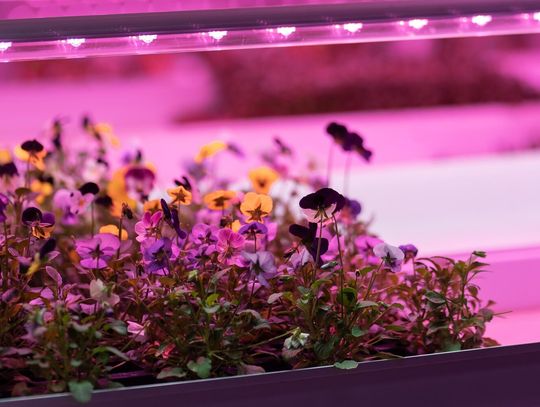 Lampy LED do uprawy roślin ? jak działają?