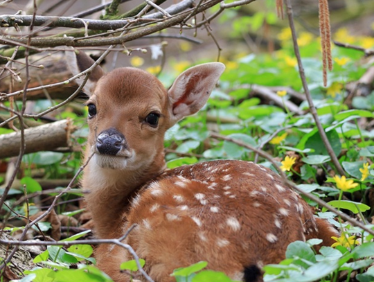 Las deszczowy jest daleko – ZOO tuż za rogiem.
