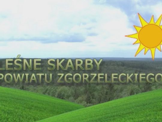 Leśne Skarby Powiatu Zgorzeleckiego