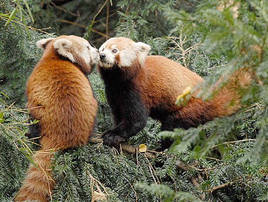 Międzynarodowy Dzień Pandy Czerwonej w Naszym Zoo Görlitz-Zgorzelec