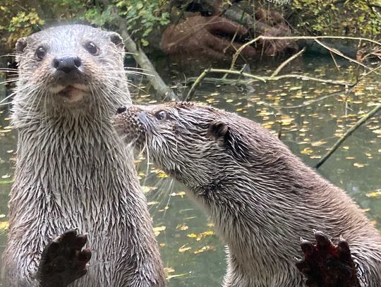 Od A jak alpaka do Z jak złotogłowa marmozeta. Roczny spis inwentarza 2020 w Naturschutz-Tierpark Nasze-Zoo Görlitz-Zgorzelec