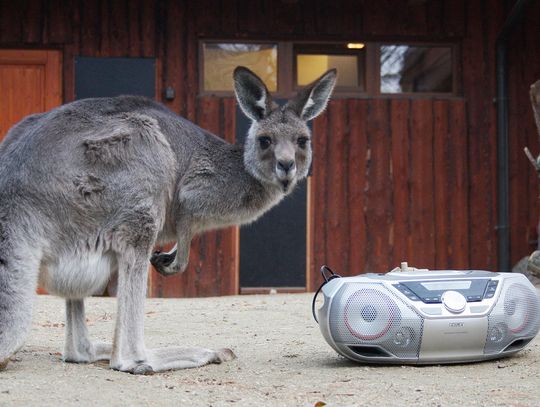 Patronat zamiast fajerwerków - Zoo Görlitz prosi o darowizny dla zwierząt na koniec roku