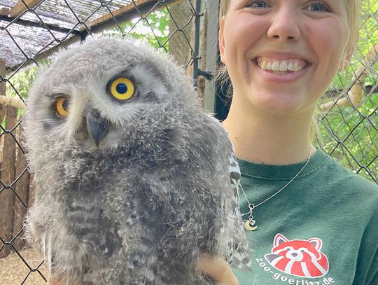 Po siedmiu latach w Zoo Görlitz-Zgorzelec ponownie wykluły się pisklęta sowy śnieżnej