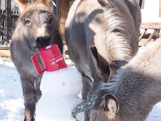 Podaj marchewkę! O tym jak śniegowe bałwany urozmaicają życie zwierzętom w Zoo Görlitz.