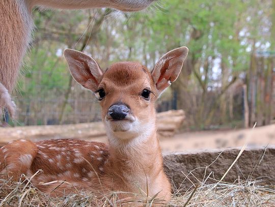 Potomstwo indochińskich jeleni sika w Zoo Görlitz-Zgorzelec