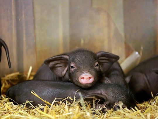 Radosne potomstwo w Naszym ZOO Görlitz-Zgorzelec: na świat przyszły prosięta tybetańskie i husumskie