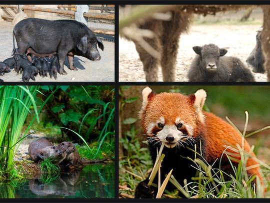 Sierpniowy długi weekend w Naszym Zoo Goerlitz Zgorzelec