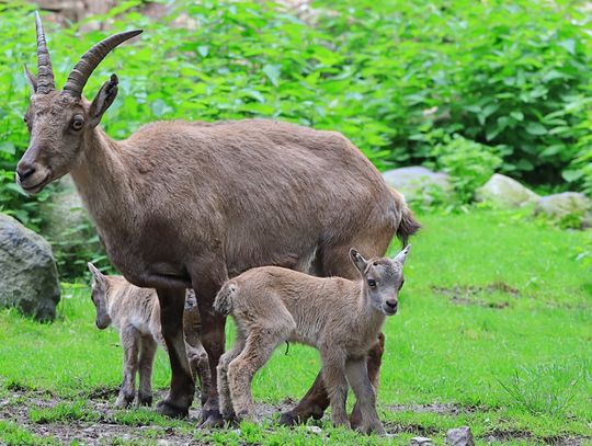 Sześć koźląt koziorożca alpejskiego bryka obecnie na „alpejskim stoku” w Zoo Görlitz-Zgorzelec