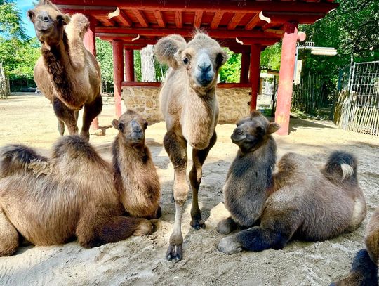 Trio młodych wielbłądów podbija Tybetańską Wioskę w Zoo Görlitz-Zgorzelec