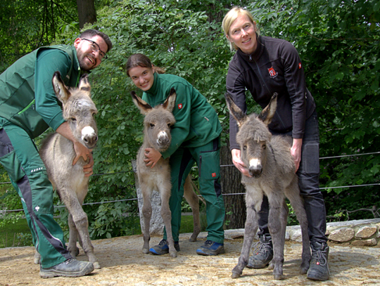 Trojaczki w stadzie osłów turyńskich w Zoo Görlitz-Zgorzelec