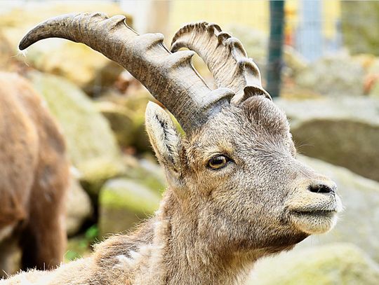 Trzyletni koziorożec z Zoo Wilhelma w Stuttgarcie osiedlił się Zoo Görlitz-Zgorzelec