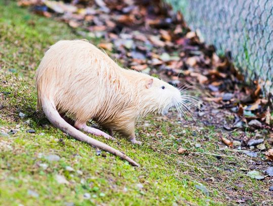 Ultradźwiękowy odstraszacz na szczury do piwnicy i garażu jak działa?