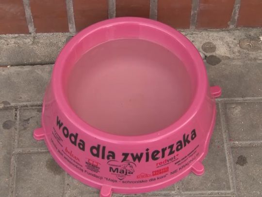 W upały dbajmy o zwierzęta