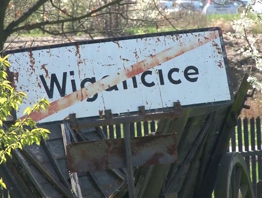 Wigancice wciąż żywe