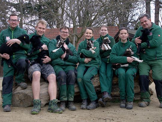 Wiosenny baby boom w Zoo Görlitz-Zgorzelec
