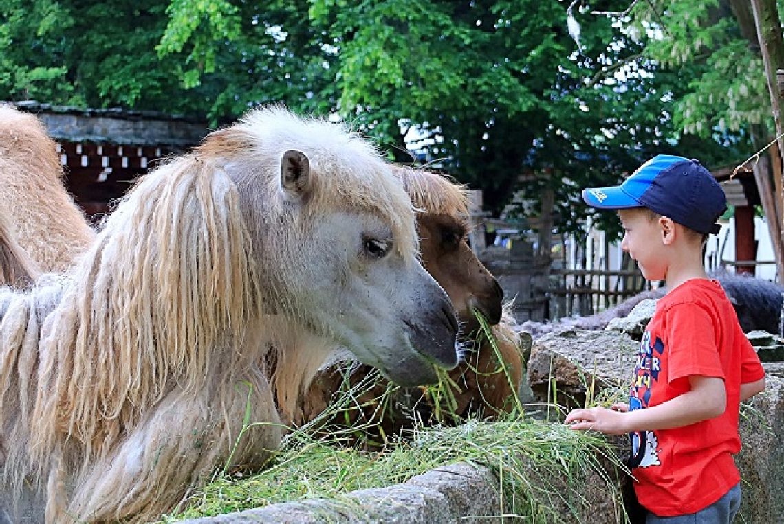 Boże Ciało oraz długi czerwcowy weekend w ZOO Görlitz: przygoda dla całej rodziny!
