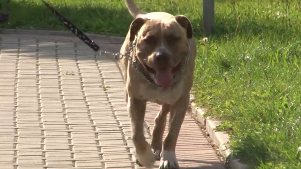 Kaganiec i smycz