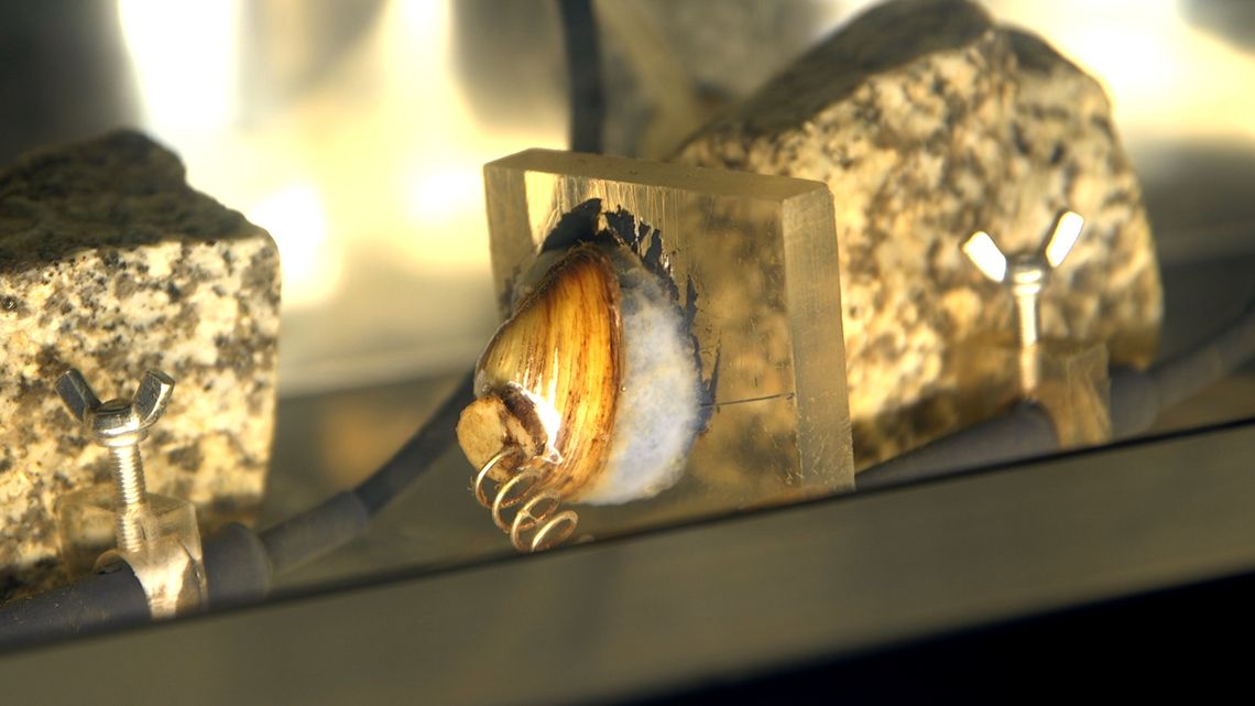 Małże w zgorzeleckich wodociągach