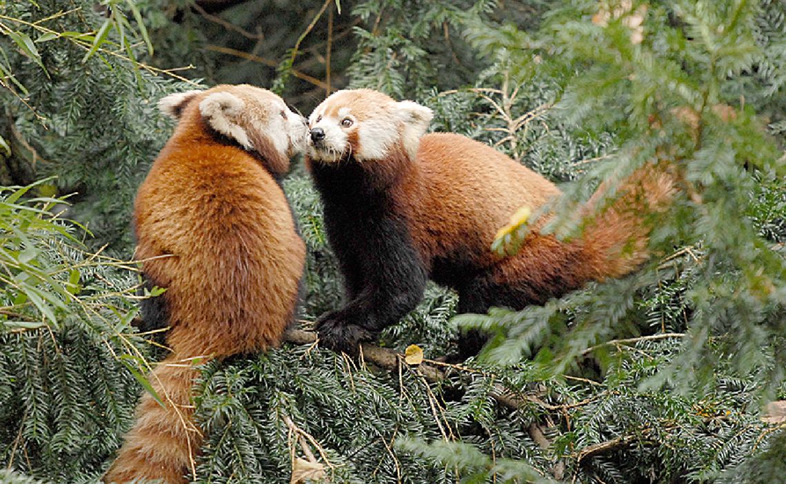 Międzynarodowy Dzień Pandy Czerwonej w Naszym Zoo Görlitz-Zgorzelec