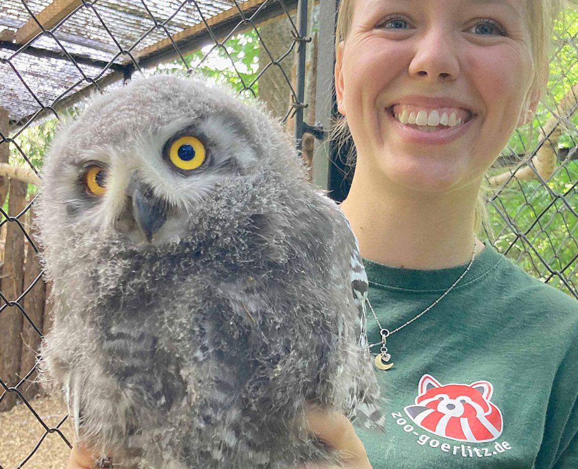 Po siedmiu latach w Zoo Görlitz-Zgorzelec ponownie wykluły się pisklęta sowy śnieżnej