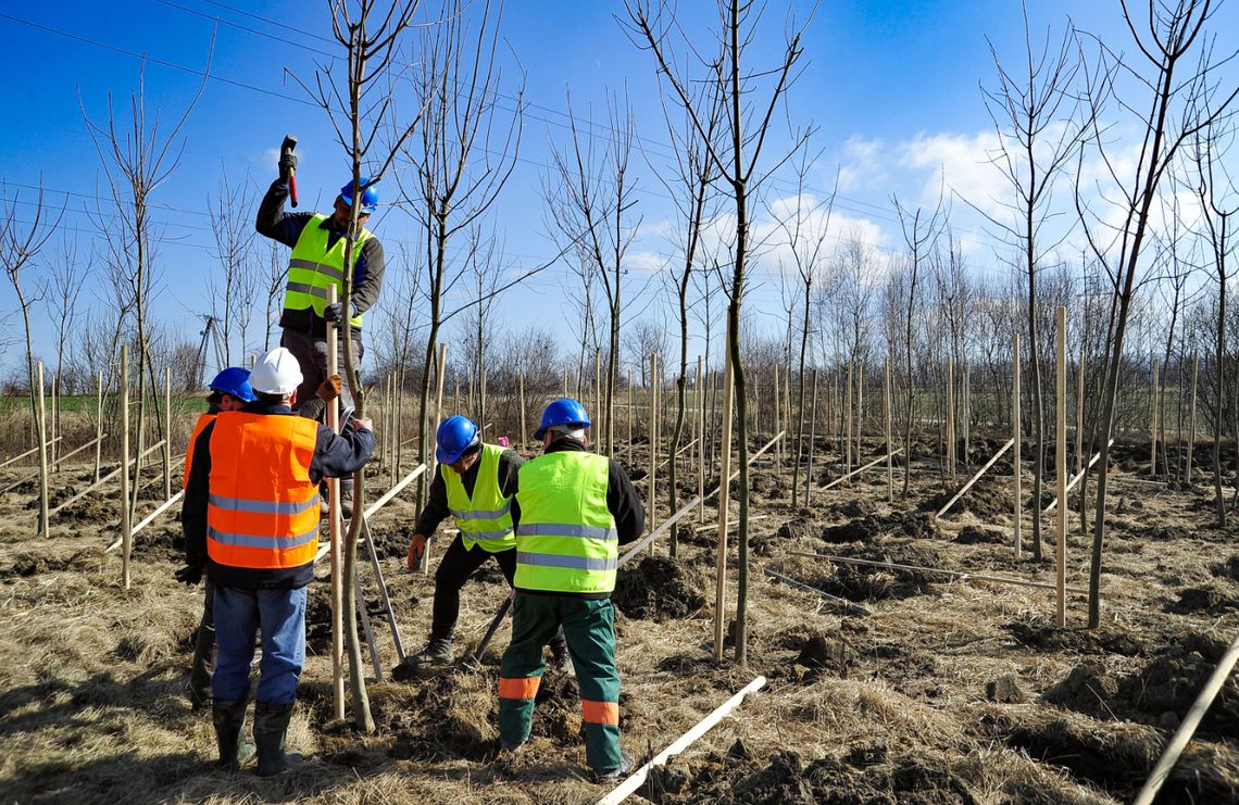 Ponad 640 nowych drzew na terenie Kopalni Turów