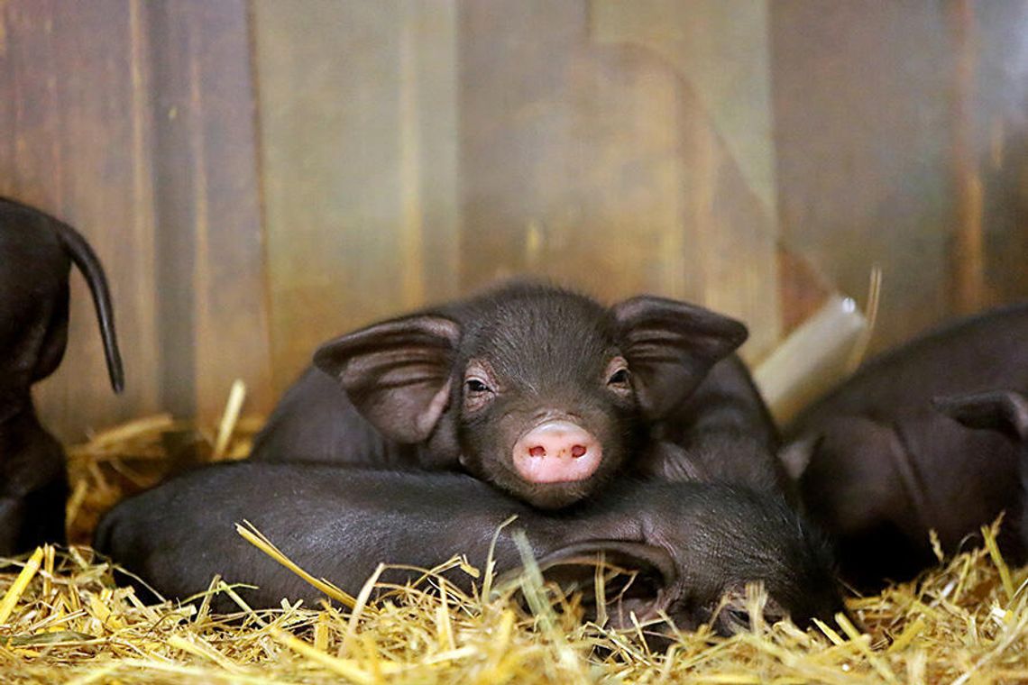 Radosne potomstwo w Naszym ZOO Görlitz-Zgorzelec: na świat przyszły prosięta tybetańskie i husumskie Radosne potomstwo w Naszym ZOO Görlitz-Zgorzelec: na świat przyszły prosięta tybetańskie i husumskie