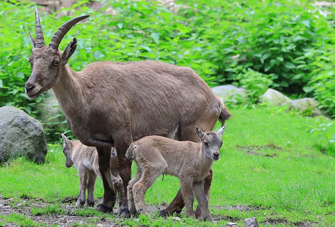 Sześć koźląt koziorożca alpejskiego bryka obecnie na „alpejskim stoku” w Zoo Görlitz-Zgorzelec
