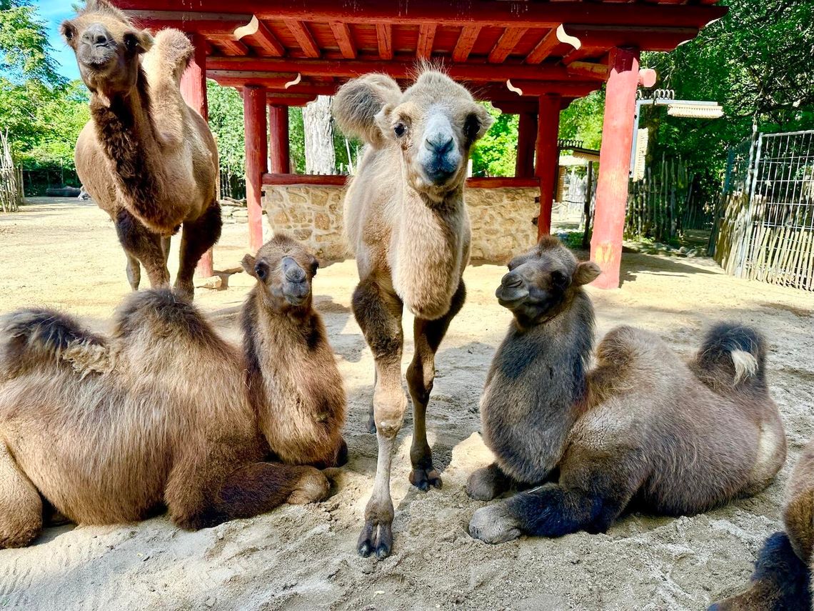 Trio młodych wielbłądów podbija Tybetańską Wioskę w Zoo Görlitz-Zgorzelec Trio młodych wielbłądów podbija Tybetańską Wioskę w Zoo Görlitz-Zgorzelec