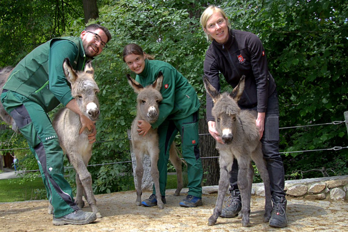 Trojaczki w stadzie osłów turyńskich w Zoo Görlitz-Zgorzelec
