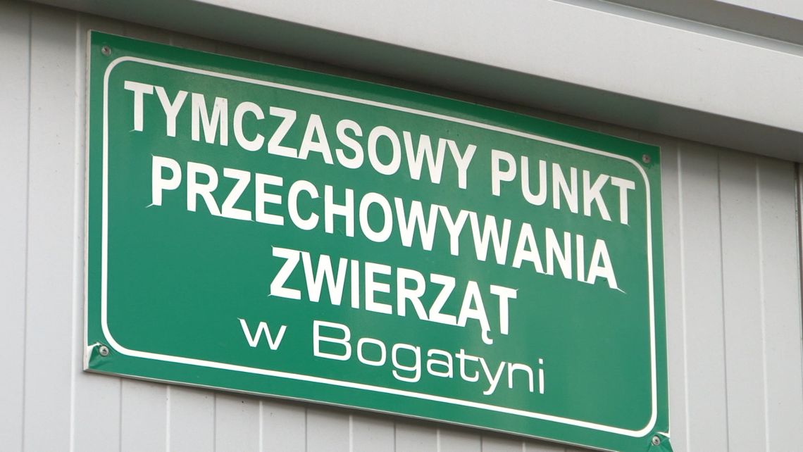 Zwierzę pod kołami Zwierzę pod kołami